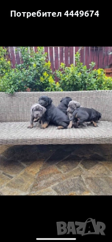 Кане корсо (ферментино), снимка 6 - Кане корсо - 54090889