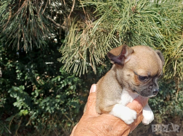 Чистокръвни чихуахуа , снимка 5 - Чихуахуа - 53837651