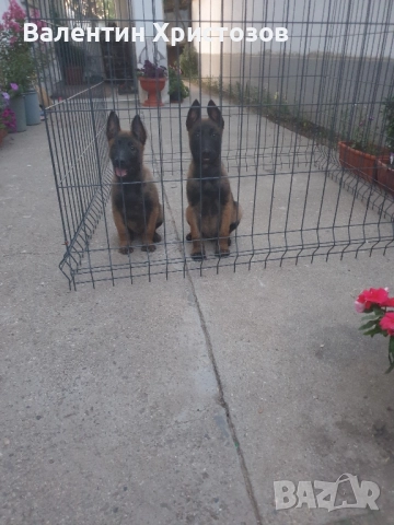 Белгийска овчарка малиноа , снимка 1