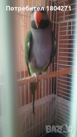Китайски Александър , снимка 4 - Папагали - 53558096