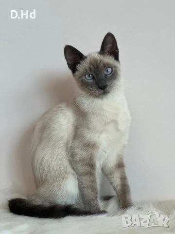 Сиамски котета, снимка 3 - Сиамска - 51604396