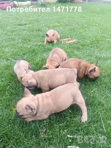 френски булдог , снимка 8 - Френски булдог - 52970248