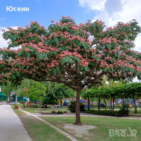 Албиция фиданки, снимка 2 - Градински цветя и растения - 51598316