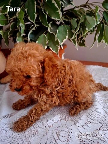 Пудел той, снимка 5 - Пудели - 54079075