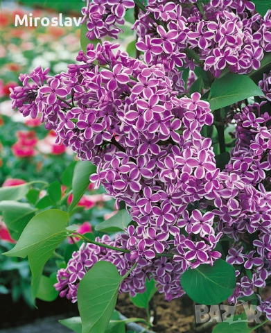 Люляк двуцветен („Сензация“), снимка 6 - Градински цветя и растения - 54129929