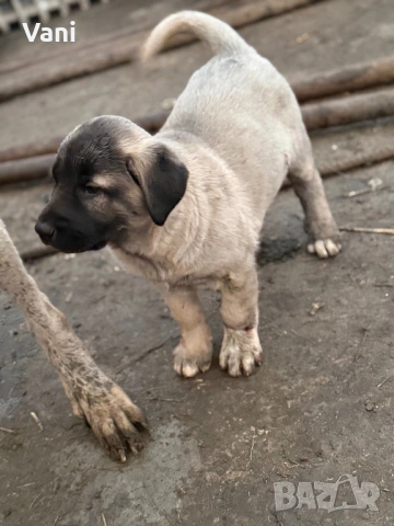 Кангалчета чистокръвни 