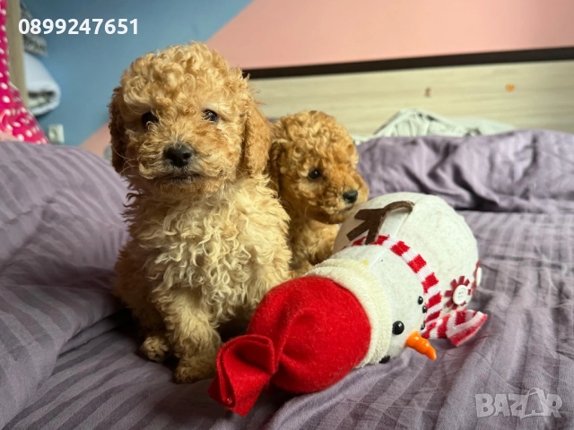 Той пуделчета, снимка 3 - Пудели - 52776156