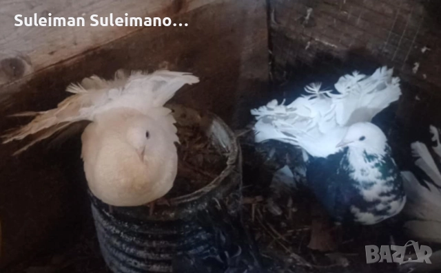 Фенерли 8 броя 60 лв, снимка 4 - Гълъби - 52570374