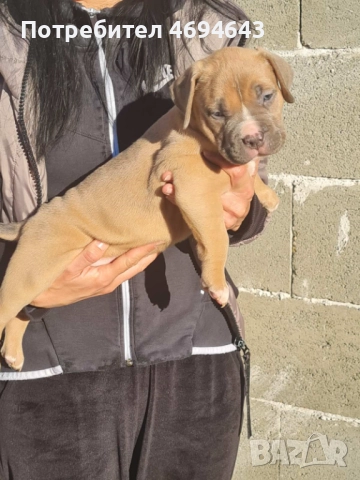 Американско Були XL, снимка 9 - Други - 52922235