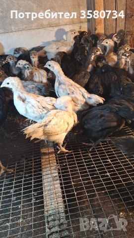 Прадавам пилета Австролоп, снимка 2 - Кокошки и пуйки - 54150936