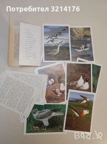 Птицы России. Забайкалье, выпуск 4. 16 открыток, снимка 2 - Специализирана литература - 50178020