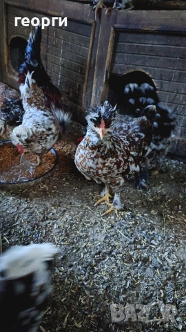 Струмски бантам, снимка 2 - Кокошки и пуйки - 53942134
