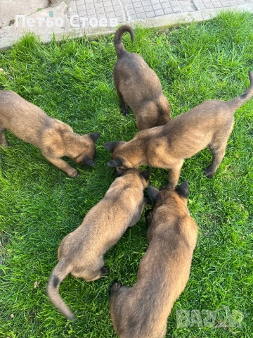 Малки кученца , снимка 6 - Белгийска овчарка - 54251779