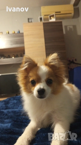 Мини Шпиц , снимка 3 - Шпиц - 53270355