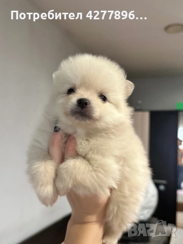 Померан , снимка 2 - Померан - 53732219