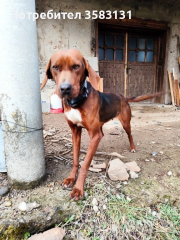         Български гончета.        Кученцата са родени на 6ти Март , снимка 9 - Гонче - 54081911