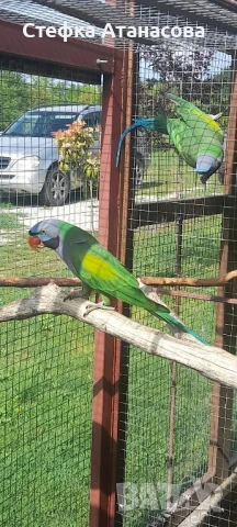 Малки Александри, снимка 14 - Папагали - 50990222