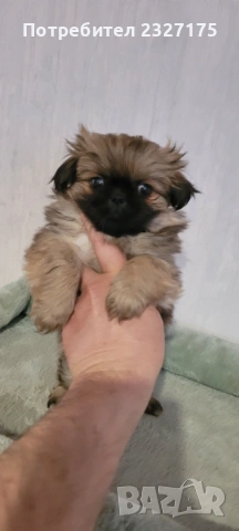 Пекинези, снимка 5 - Пекинез - 25815187