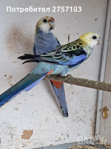продавам чифт белоглава розела, снимка 5 - Папагали - 54003221
