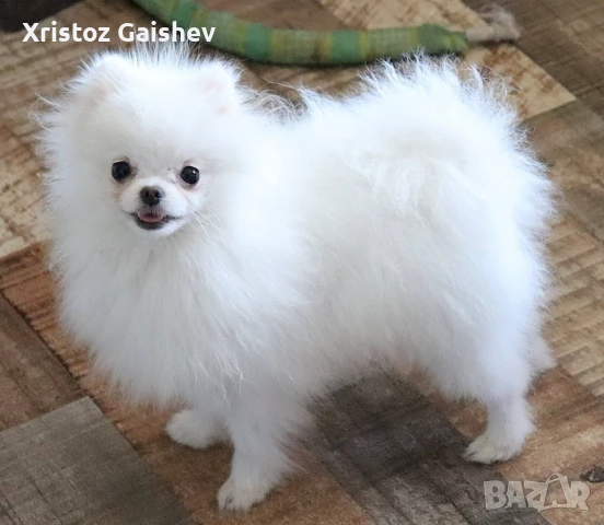 Женски померан , снимка 1