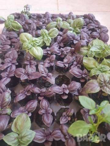 Подправки - Мента, Риган, Босилек, Розмарин, снимка 2 - Други - 52863902