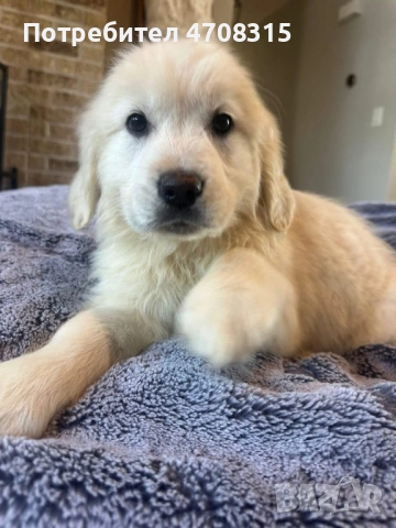 Голдън ретривър игриво момче родословен баща, снимка 12 - Голдън ретривър - 53579605