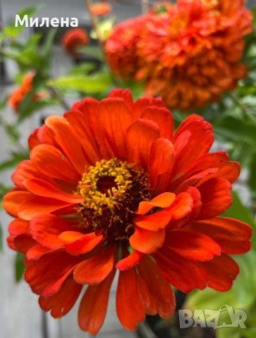 семена за едногодишни цветя , снимка 17 - Сортови семена и луковици - 51471965