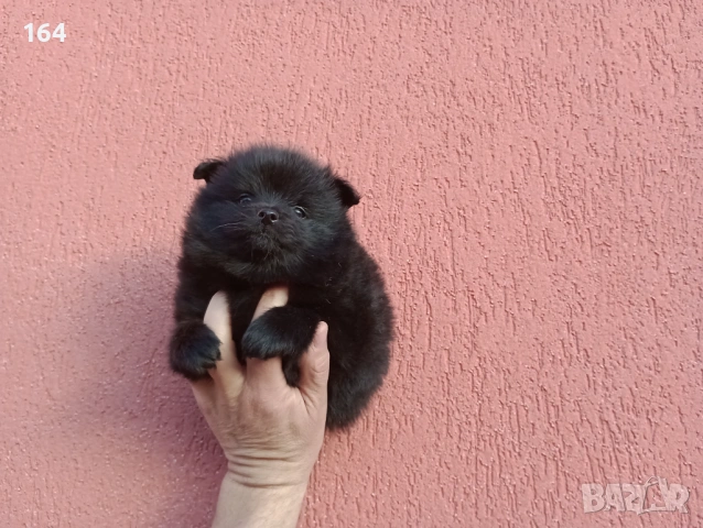 Мъжки черен Померан. , снимка 3 - Померан - 53494380