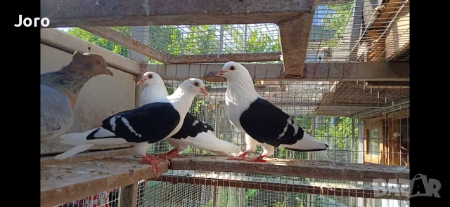 Тюрингски щитен