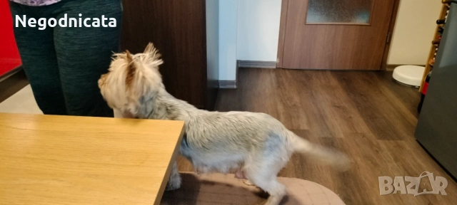 Мини йоркита , снимка 6 - Йоркширски териер - 54139167