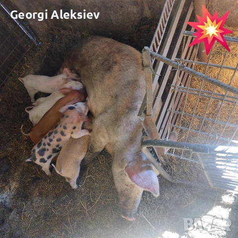 3 свине майки на първо прасило. , снимка 8 - Прасета - 53753100