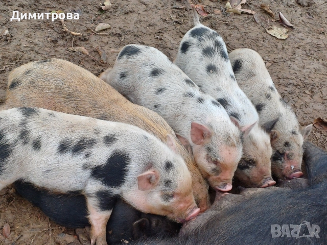 Виетнамски прасета, снимка 7 - Прасета - 50229372