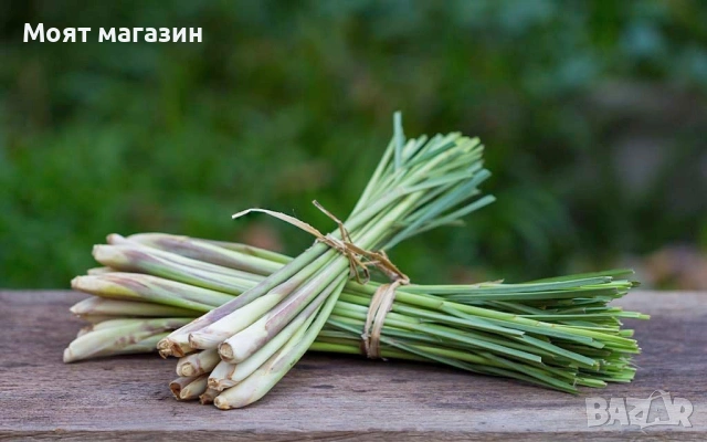 Лимонена трева за чай, настинка и т.н., снимка 3 - Градински цветя и растения - 53650574