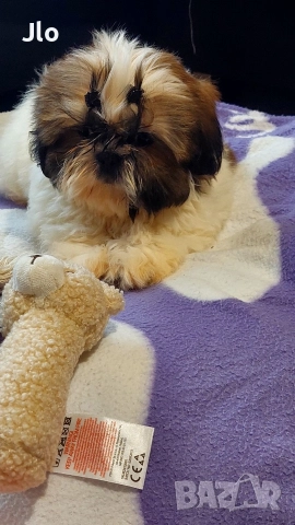 Прекрастно Шитцу , снимка 2 - Ши Тцу - 52874443