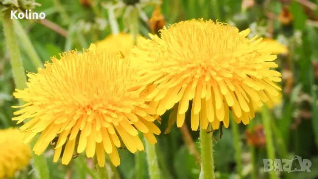 Сироп от Глухарче цвят - концентрат