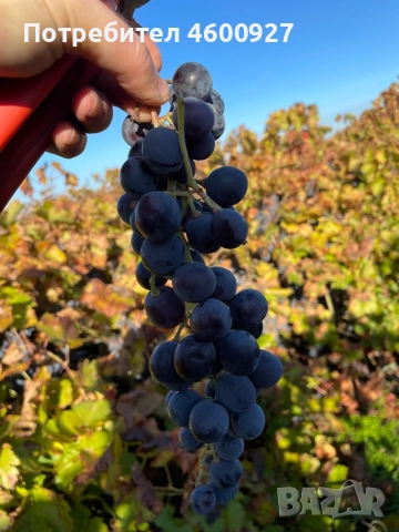 Грозде за ракия , снимка 1