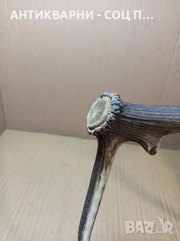 Стар Голям Еленски Рог Рога 1.350кг. НОМЕР 778., снимка 6 - Антикварни и старинни предмети - 53585209