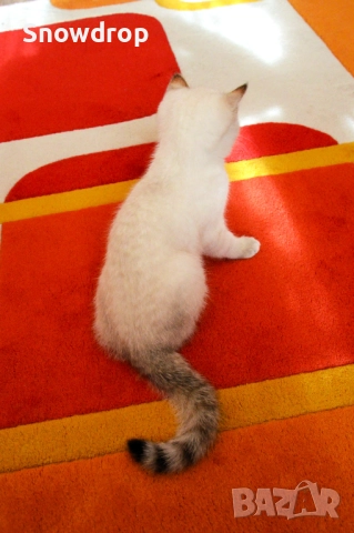Сребърна чинчила, снимка 5 - Британска късокосместа - 52955757