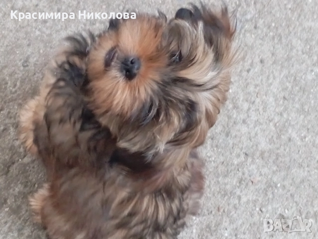 продавам 2 йоркита!.., снимка 12 - Йоркширски териер - 51533373