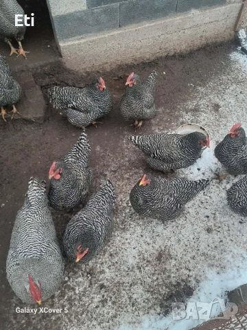 Билефелдер, Амрок и Виендот , снимка 5 - други­ - 53892091