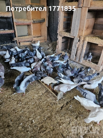 продавам гълъби на куп, снимка 13 - Гълъби - 49424583