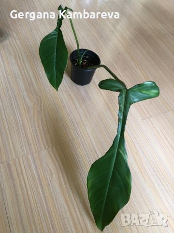 Philodendron Joepii, снимка 2 - Стайни растения - 46470040