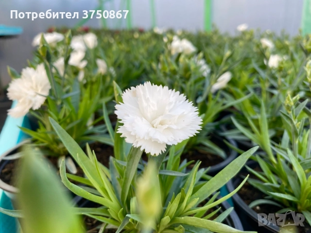 🧡💜🧡 Карамфил/Dianthus 🧡💜🧡, снимка 15 - Градински цветя и растения - 52139554