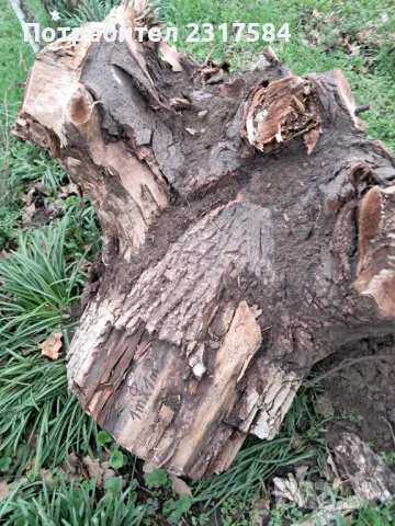 Продавам трупи и дънери от орех., снимка 2 - Строителни материали - 27503658