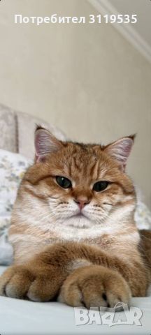 Шотландски правоухи и клепоухи котета, снимка 8 - Британска късокосместа - 45497812