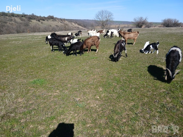 продавам кози и ярета, снимка 12 - Кози - 51835332
