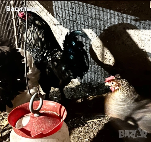 Пилета и пъдпъдъци на различна възраст, снимка 8 - Кокошки и пуйки - 54003824