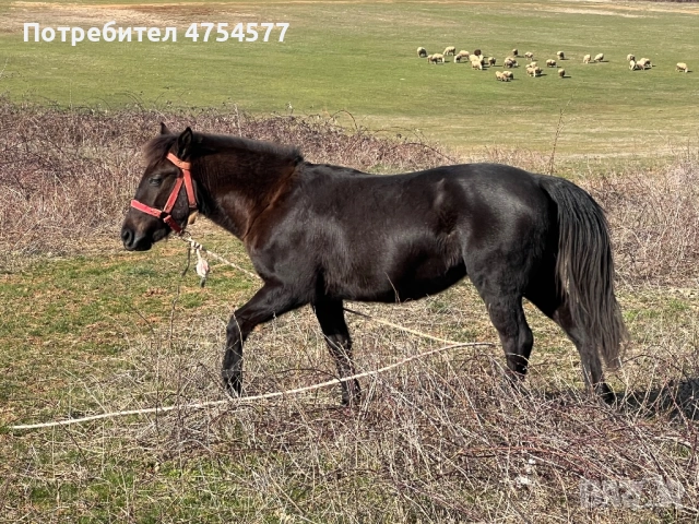 Каракачанска, снимка 4 - Коне - 53701803