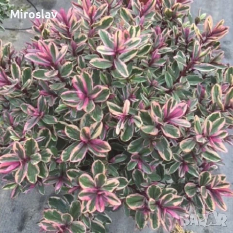 Хебе Триколор