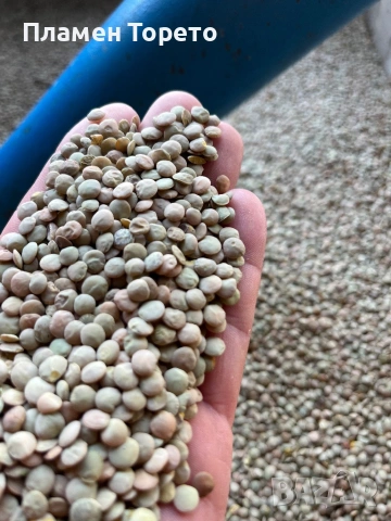 Продавам Пшеница, Просо, Слънчоглед и Леща - реколта 2025, снимка 5 - За селскостопански - 53101490